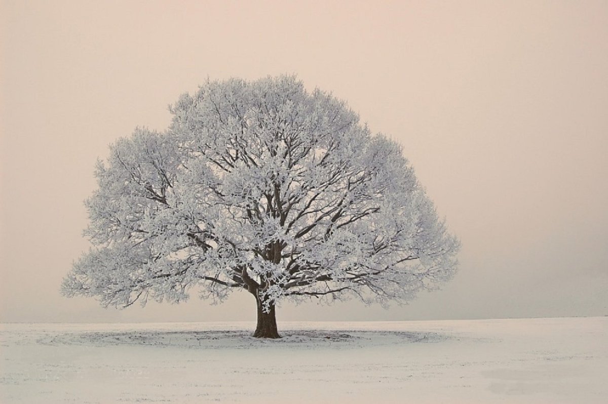 Как выглядит дерево зимой. Ясень Винтер. Зимнее дерево. Снежные деревья. Зимний дуб.