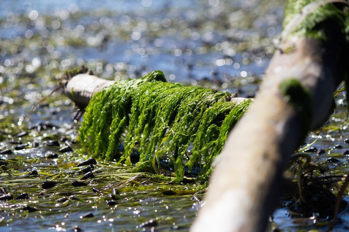 Бридский мох. Водоросли чука в природе. Синезеленые водоросли Волга. Водный мох ричия.