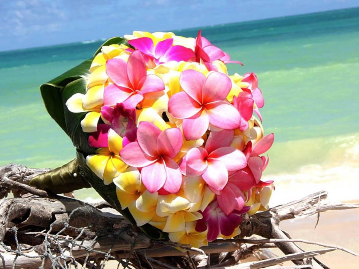 Яркие цветы на море. Плюмерия Гавайи. Франжипани Бали. Плюмерия Шри Ланка. Цветок Тайланда Франжипани.