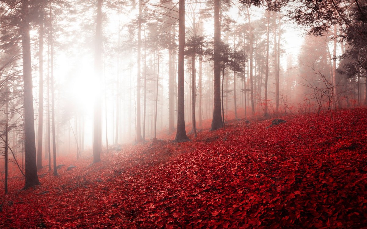 Красивое красное дерево. Красный лес. Красная природа. Красное дерево. Багровый лес.