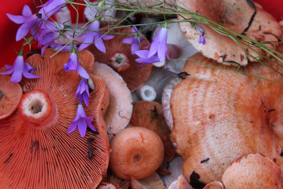 Осень рыжики. Рыжики грибы. Королевский Рыжик гриб. Рыжики пластинчатые грибы. Рыжик (гриб) грибы.