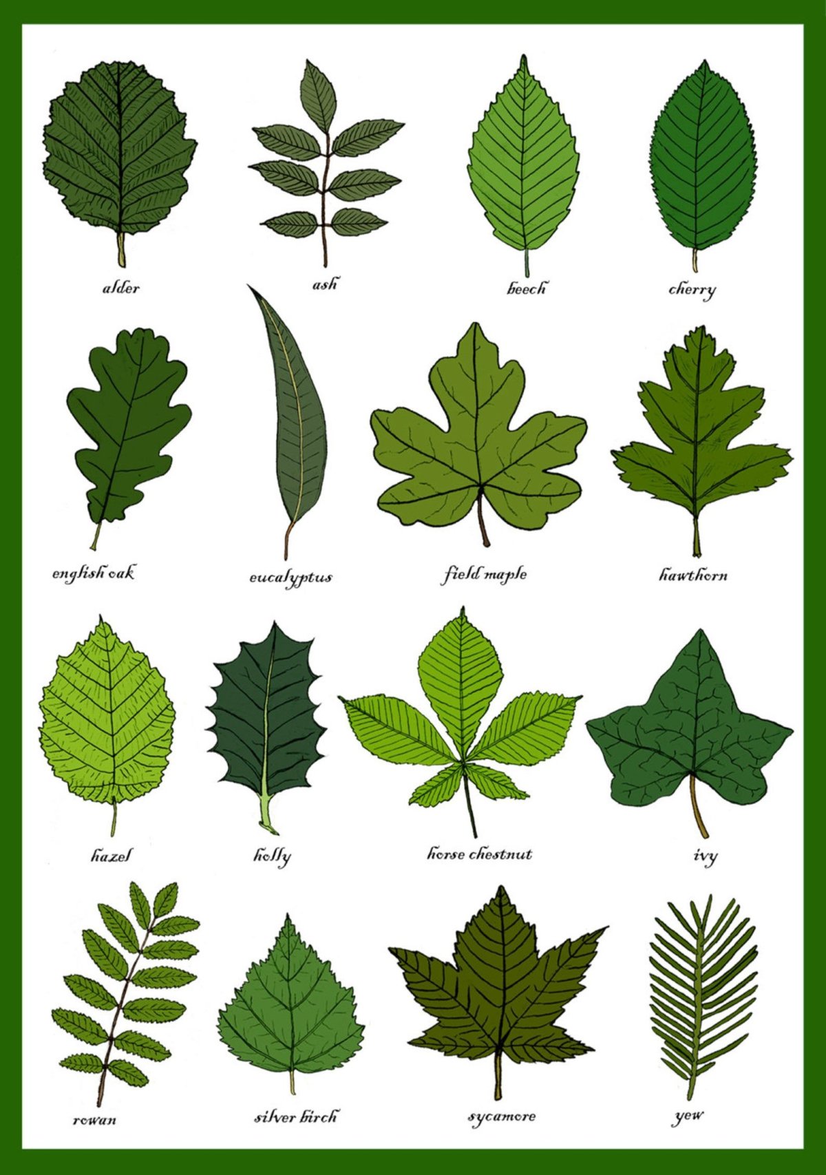 Определить название листьев деревьев. Дерево бурансвива. Листья разных деревьев. Форма листьев деревьев. Листья кустарников.