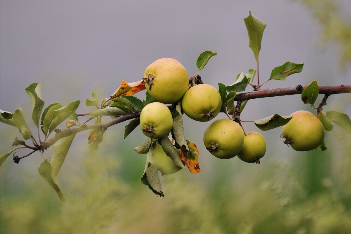 Яблоки дикая яблоня