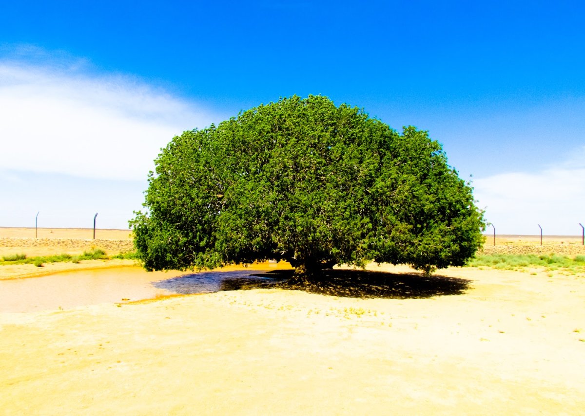 Дерево пророка Мухаммеда. Дерево под которым сидел пророк Мухаммед. Дерево под которым отдыхал пророк Мухаммад. Дерево в Иордании пророка.