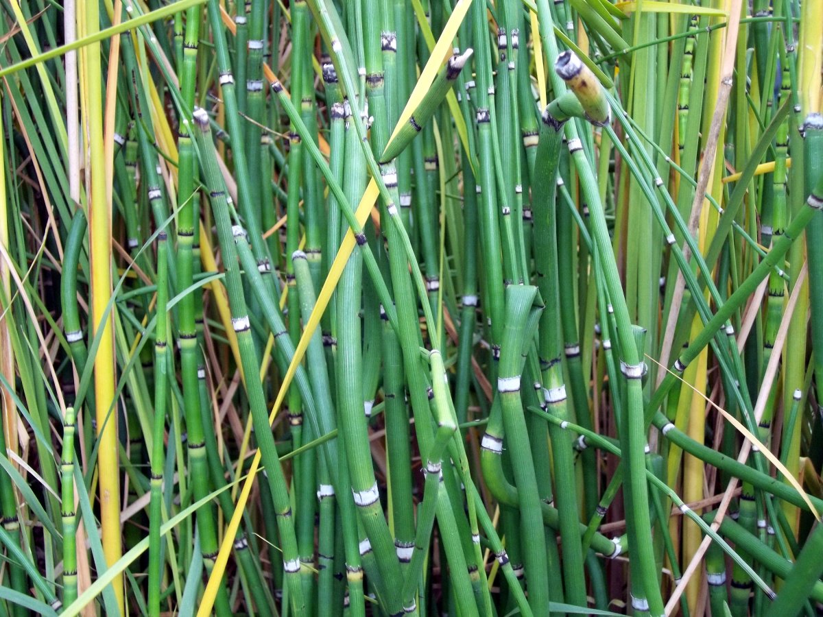 Похожа на болотную. Хвощ тростниковый бамбук. Сибирский бамбук. Трава Сибирский бамбук. Хвощ зимующий семена.