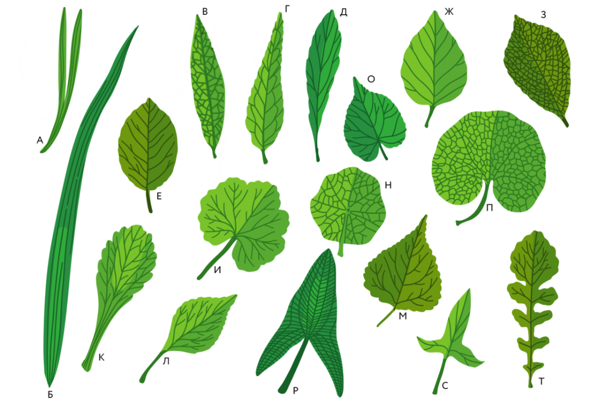 Линейная форма листьев. Гербарий жилкование листьев. Люпин жилкование листа. Листорасположение листьев липы. Ланцетовидная листовая пластинка.