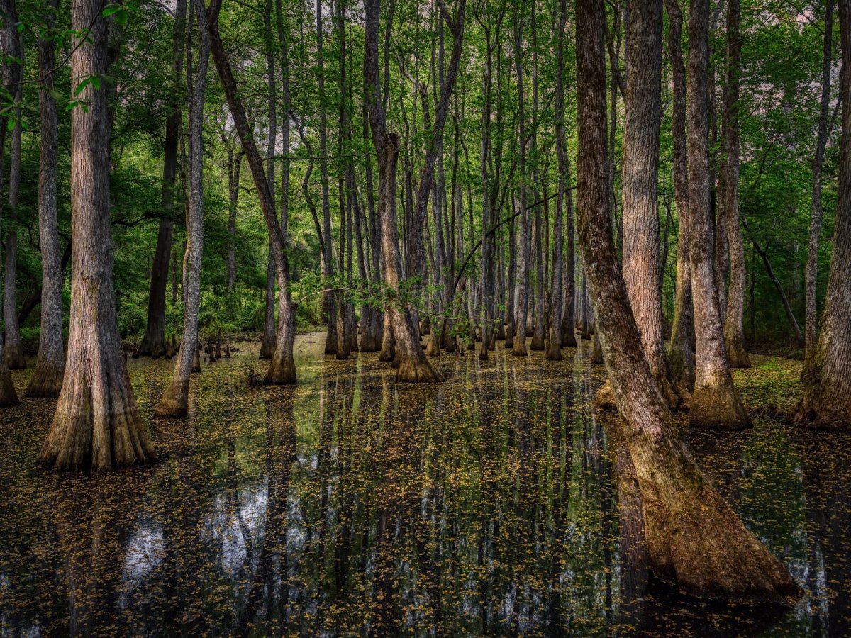 Деревья растущие на болоте. Болота Манчак в Луизиане. Болото Манчак, США, штат Луизиана. Новый Орлеан болота Манчак. Штат Луизиана природа.