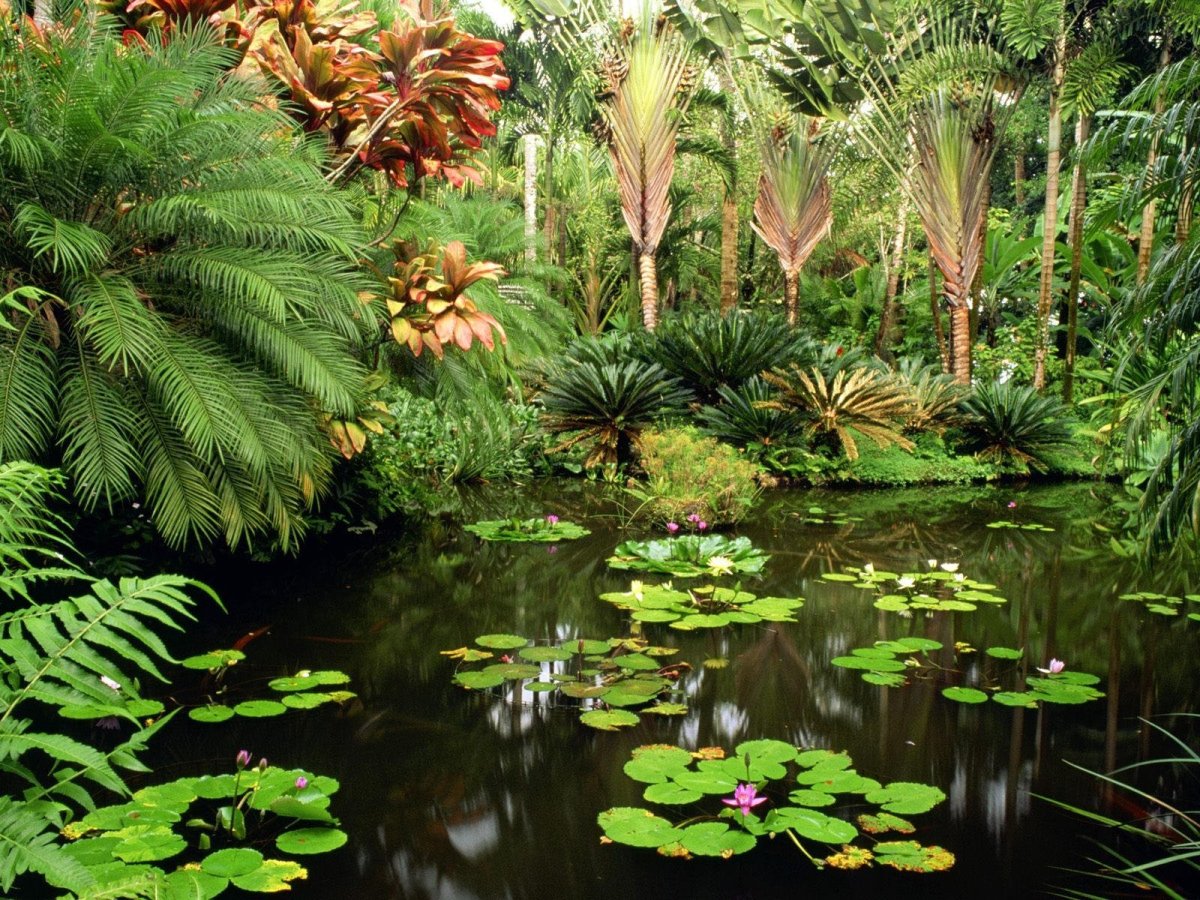 Тропический Ботанический сад Гавайи (. Ботанический сад Святого Антония. Тропические леса на Гавайях. Королевские Ботанические сады Кью. Сад джунгли