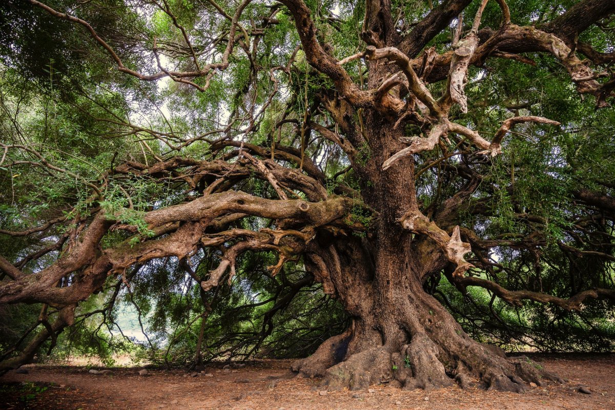 Додонский дуб. Дуб парк Фредвилл, Нонингтон, Великобритания. Фицройя дерево. Чилийский Кипарис.