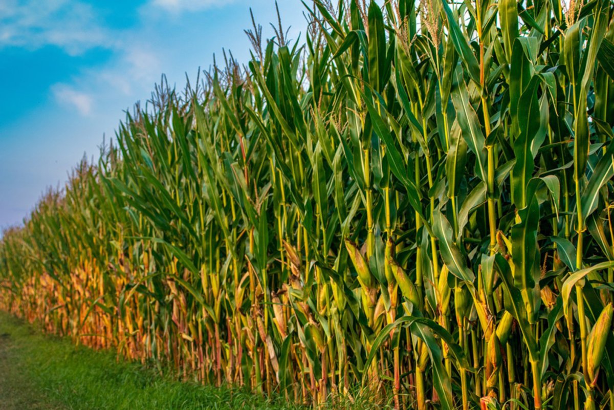 Поля кукурузы Сингента. Плантации кукурузы. Кукуруза на зерно поле. Кукурузное поле.