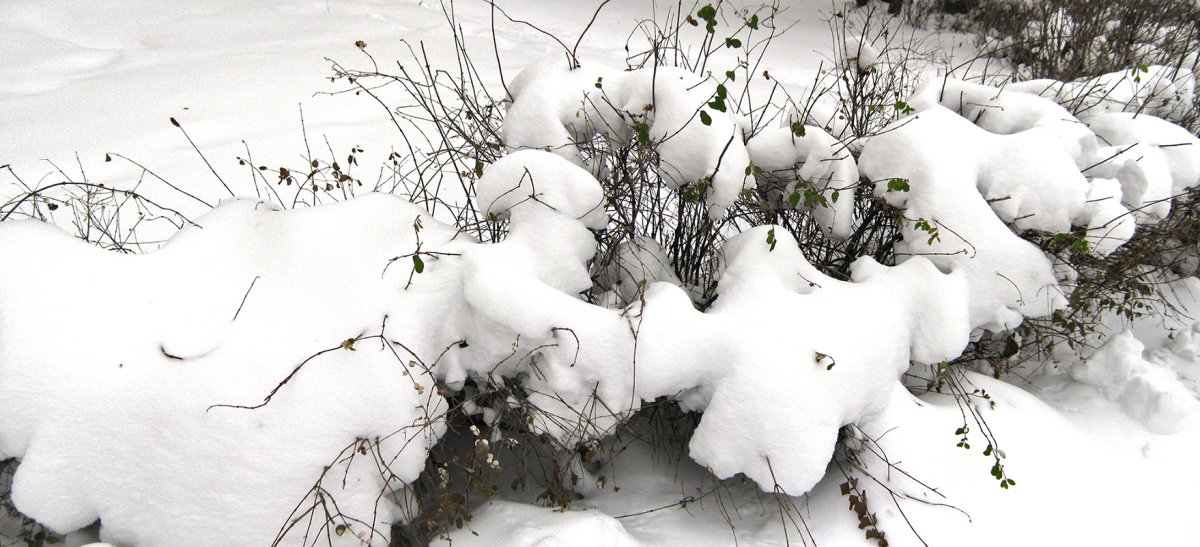День снежного сугроба. Зеленьи сугробы. Зелень сугробы. Фото снежных сугробов хорошее качество. Снежные сугробы и Кочки своими руками.