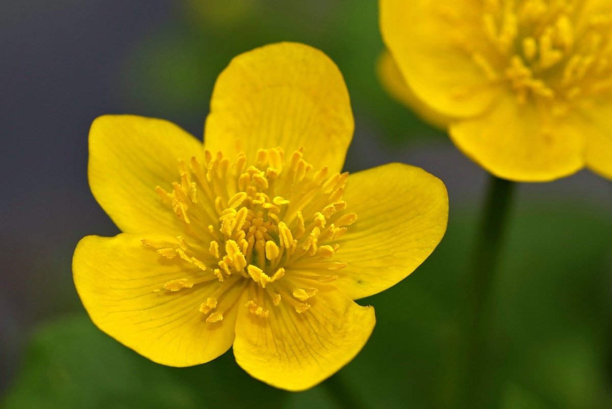 Как называются первые желтые цветы. Жёлтый цветок калужница Луговая. Калужница Арктическая. Желтенькие болотные цветы. Калужница многолепестная.