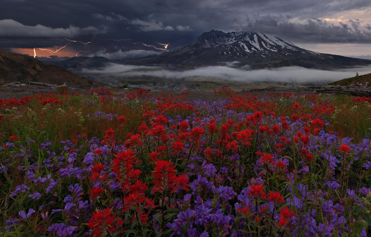 Красивое дикое место. Цветы в горах. Пейзажи с цветами. Северная природа. Красный горный цветок.