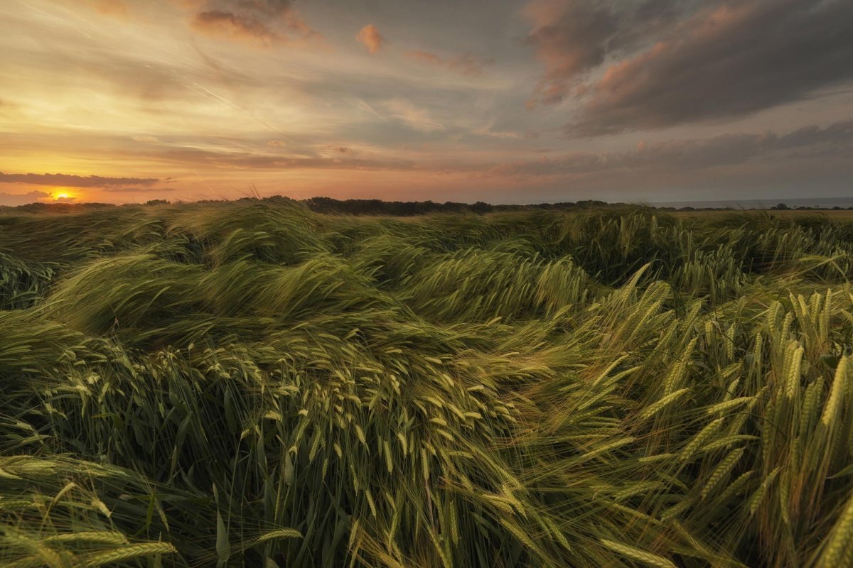 Чуть колышется. Ковыльная степь и пшеничное поле. Пшеничное поле Вангол. Путнин пшеничное поле. В поле.