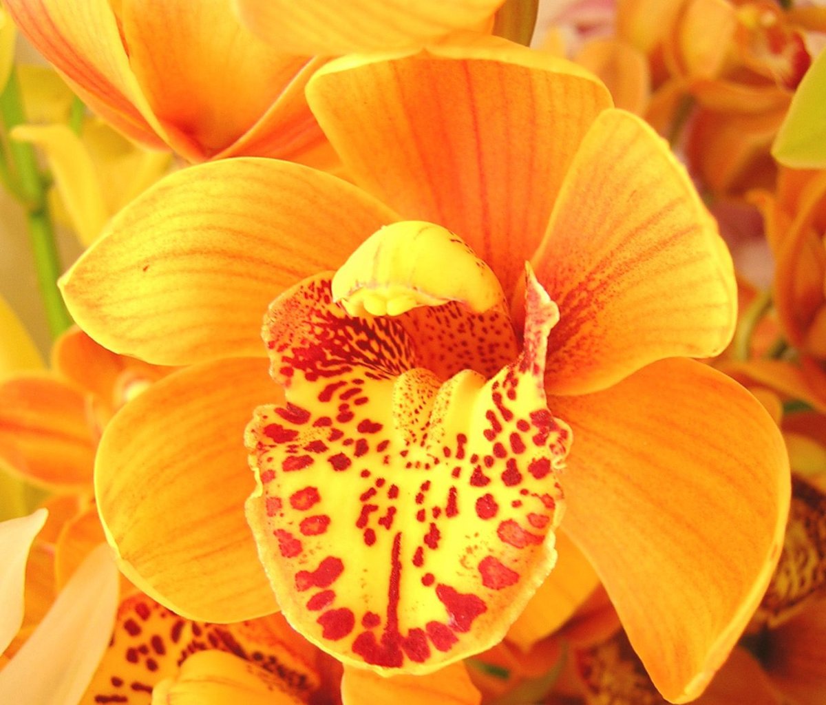 Красно желтая орхидея. Цимбидиум оранж. Орхидея Golden embers. Орхидея оранж сорбет. Голден эмберс Орхидея.