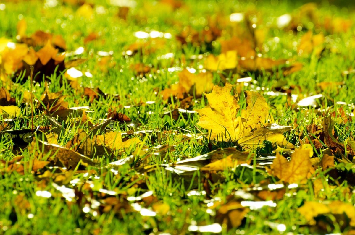 Осень какая трава. Осенняя Поляна. Осенняя Поляна в лесу. Осенняя трава. Трава осенью.
