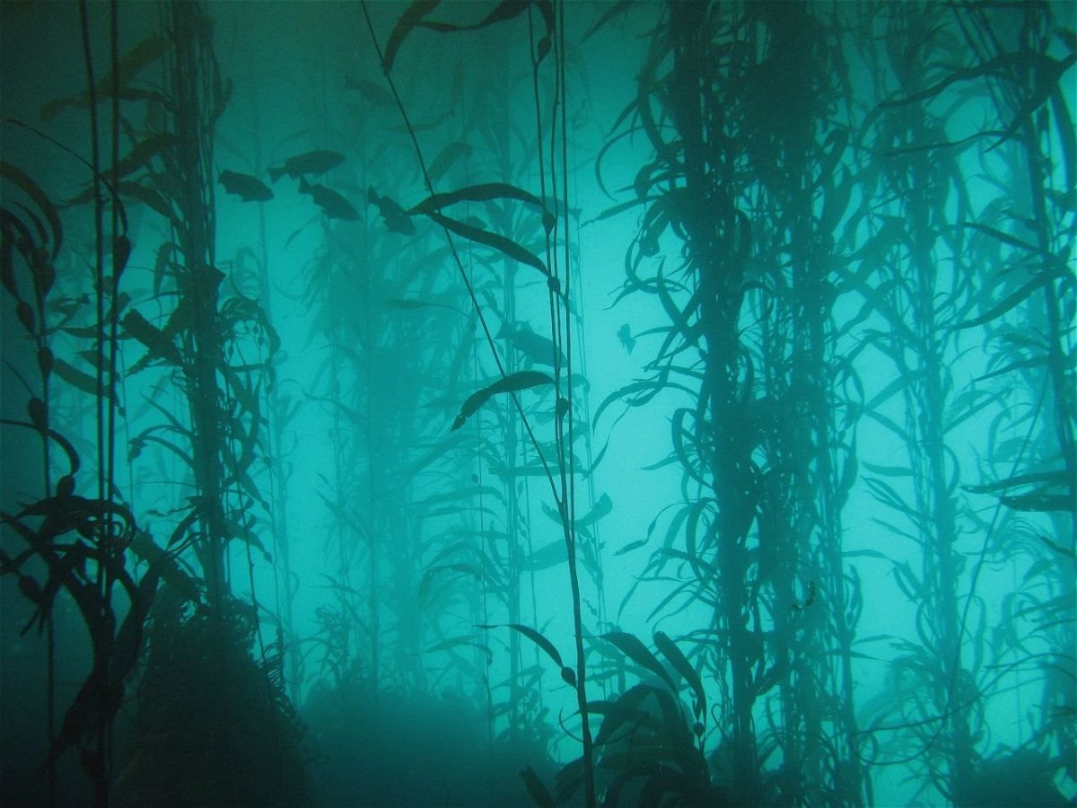 Какие водоросли глубоководные. Келп водоросли. Подводный "лес"(Kelp Forest). Kelp Seaweed. Подводный мир водоросли.