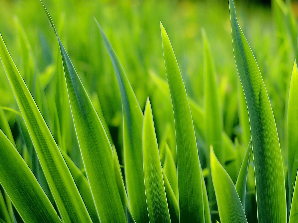 Трава трава у дома зеленая. Трава. Зелёные растения. Сочная трава. Зеленая трава фон.