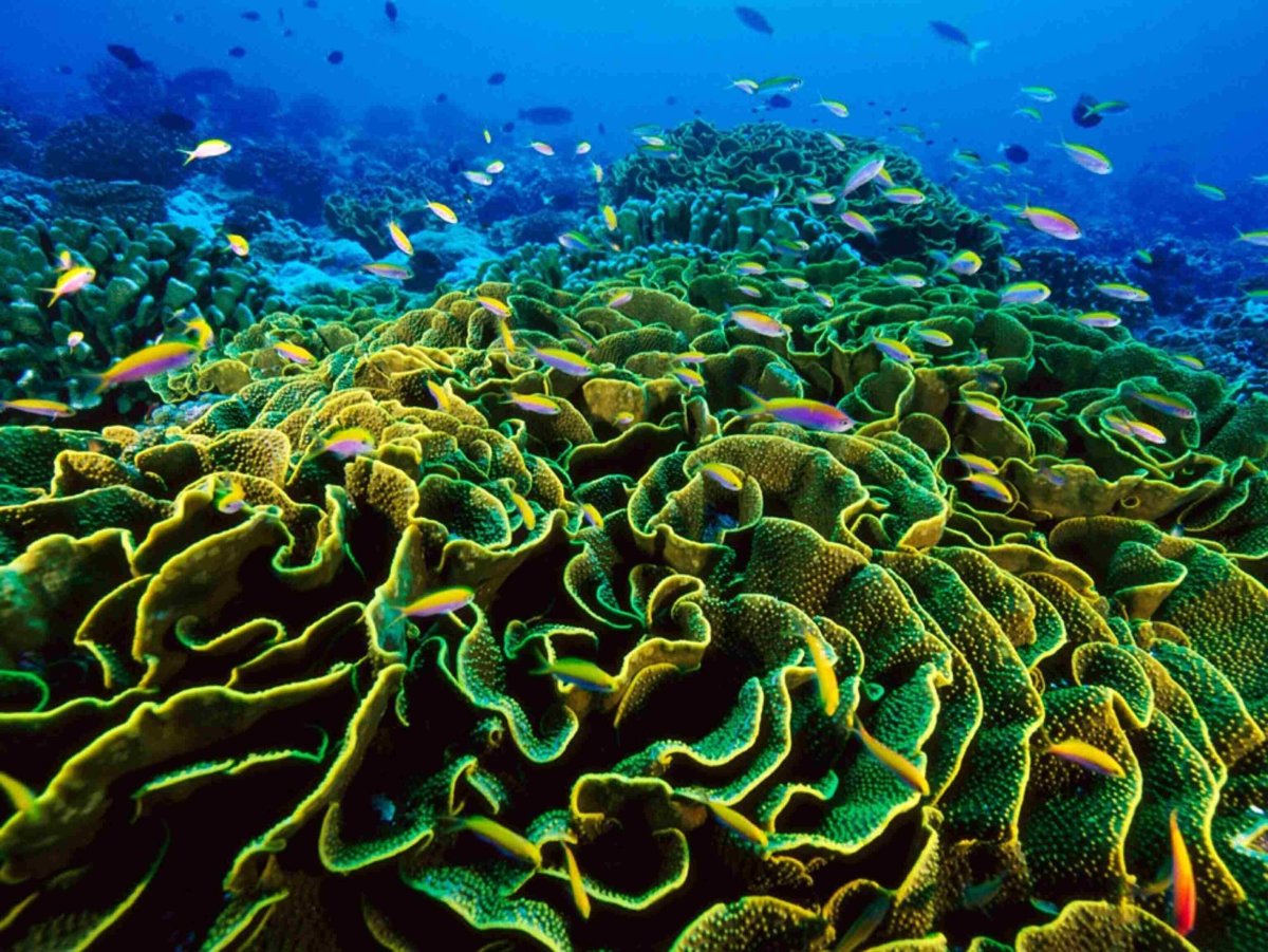 Диатомеи водоросли Тихого океана. Перифитонные водоросли.