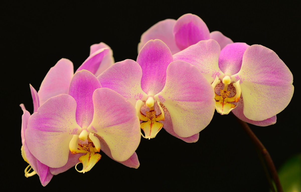Орхидеи желто розовые. Фаленопсис Кикион. Фаленопсис Алтея. Фаленопсис Nile.