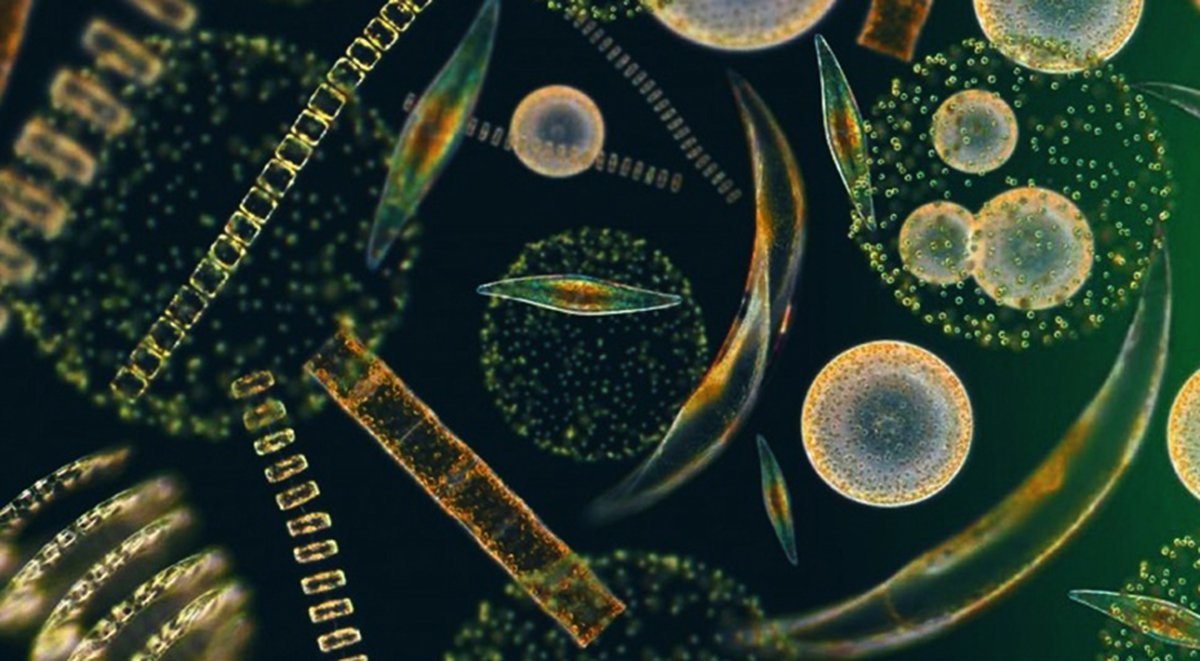 Фитопланктон диатомовые водоросли. Фитопланктоны биоиндикаторы. Фитопланктон фотосинтез. Фитопланктон это растение.