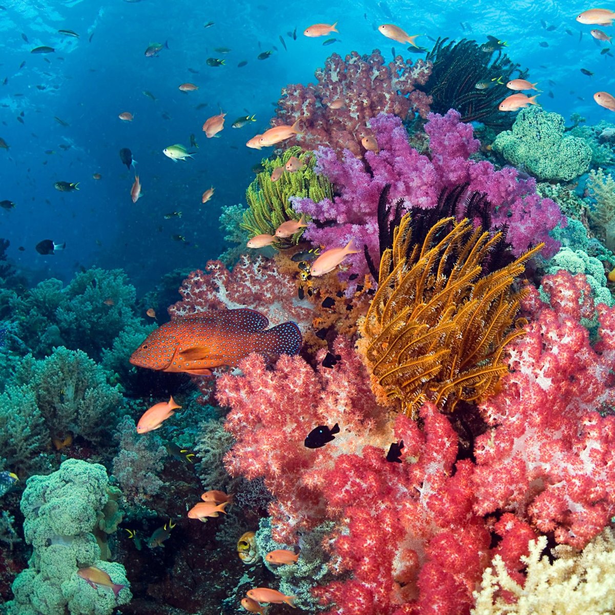 Коралловый риф 4. Рифы в океане. Коралловый риф в Шарм Эль Шейхе. Морские водоросли на рифе. Коралловые рифы Монерон.
