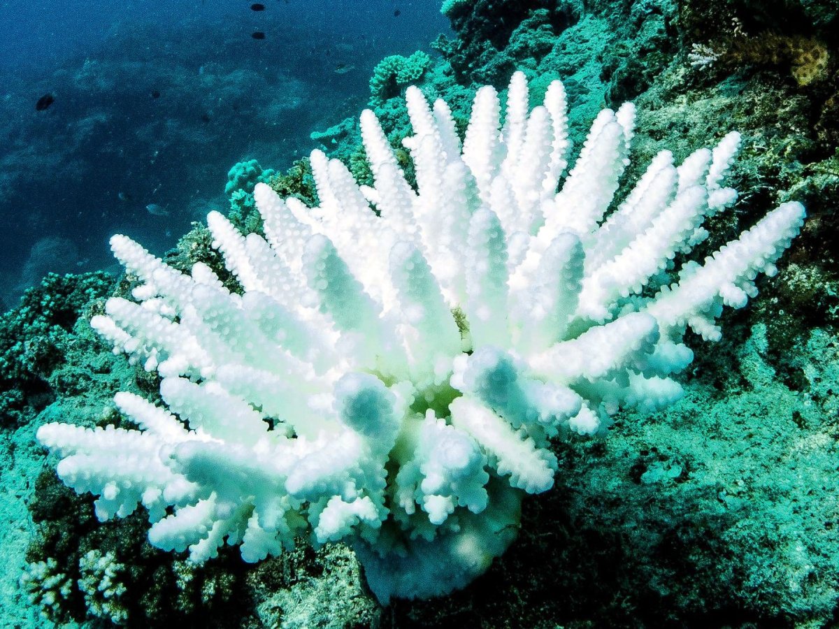 Гребешки водоросли. Морские гребешки водоросли. Морской гребешок капуста. Корейский морской гребешок. Белый гребешок морской.