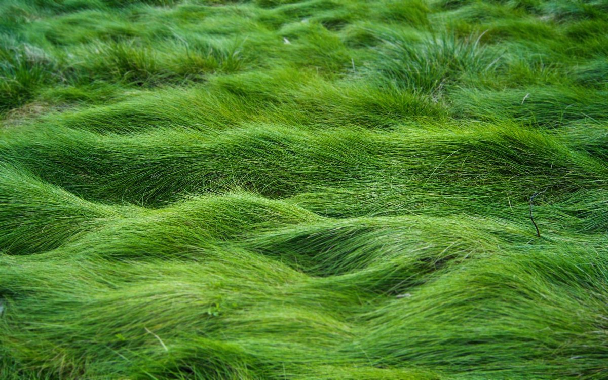 Густые водоросли. Цвет Грасс Грин. Grass Green ягель. Зеленые водоросли ульфоциевые. Зеленая трава.