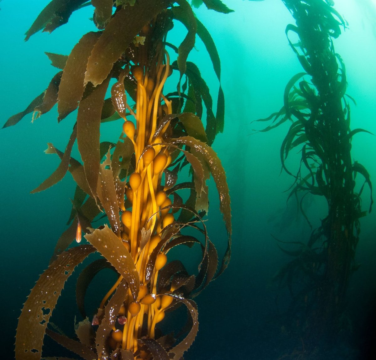 Бурые водоросли самые глубоководные
