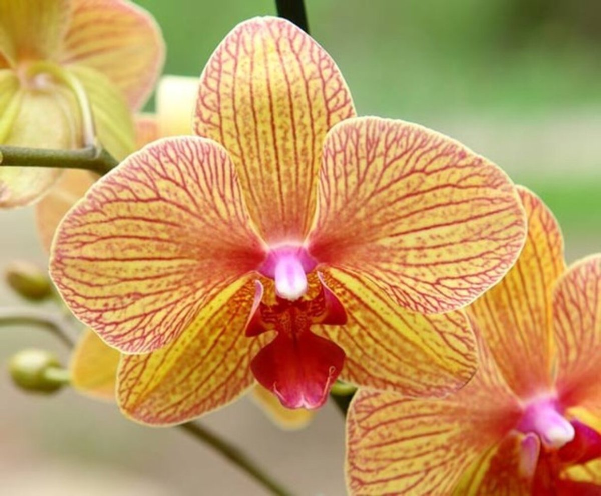 Красно желтая орхидея. Фаленопсис Аполло. Фаленопсис красный Павлин. Caribbean Dream фаленопсис. Фаленопсис Tropical Dream.