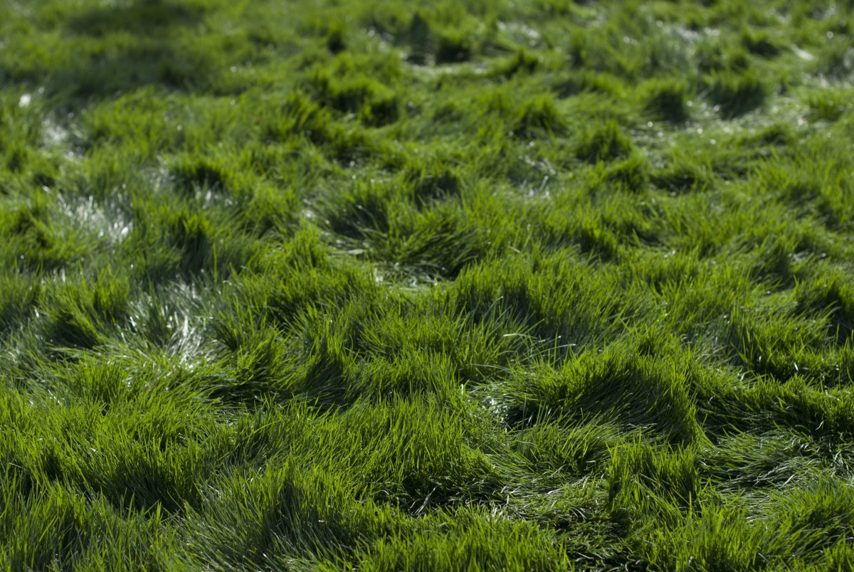 Ярко болотный. Grass Green ягель. Мох. Текстура травы. Газон текстура.