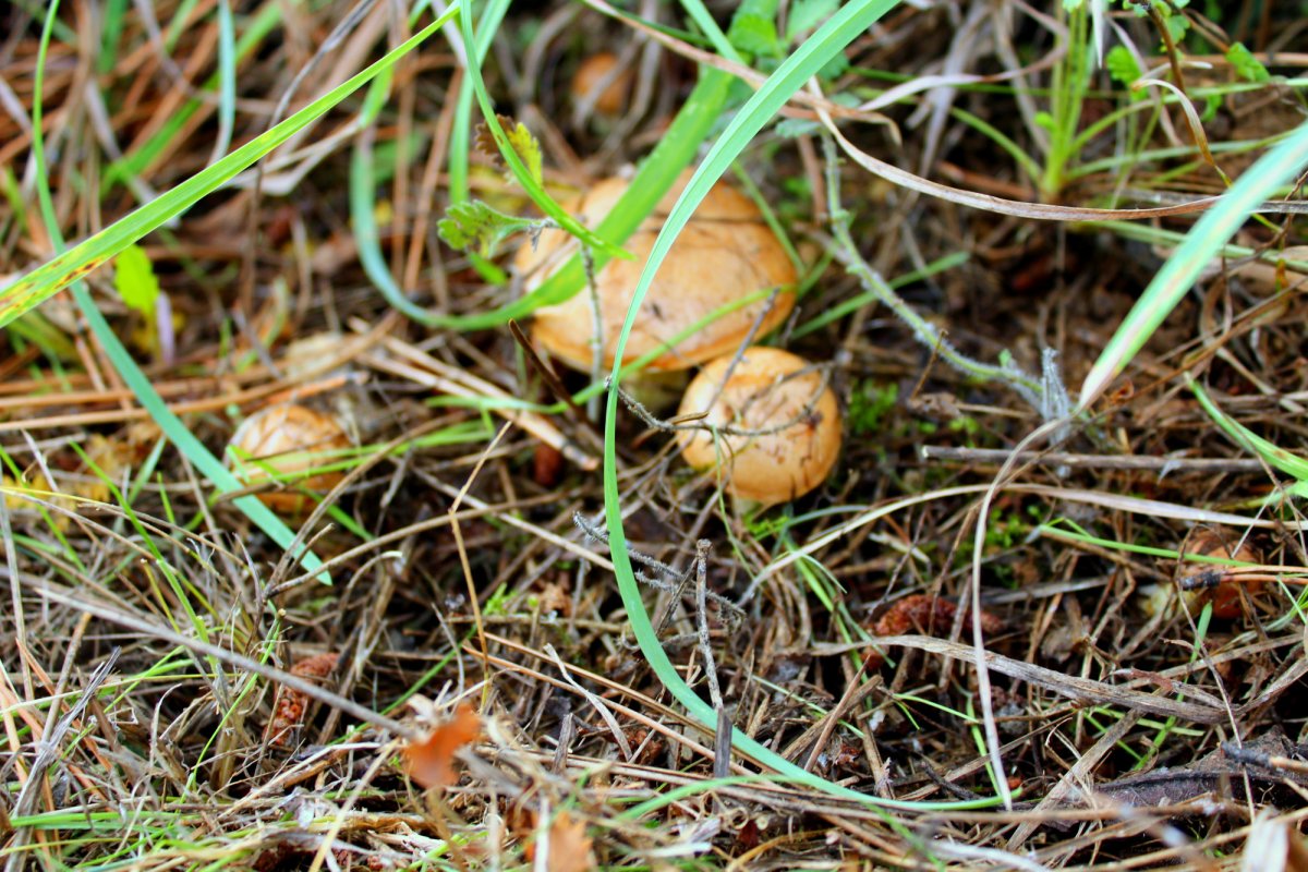 Рыжик маленький гриб. Рыжики и маслята. Рыжики маленькие фото. Маленький желтый гриб в Крыму. Мелкие рыжики