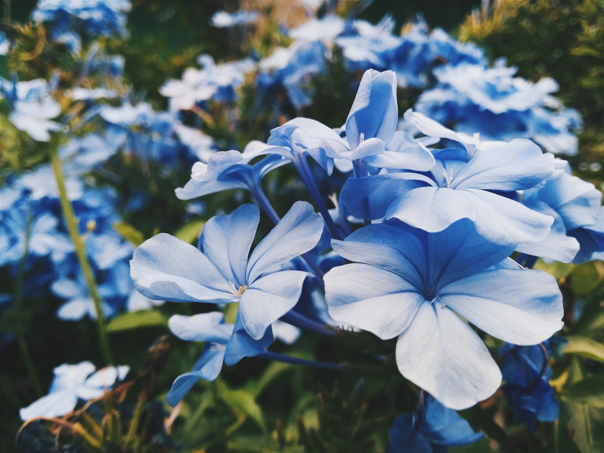 Блуе Фловер. Anemones цветы синие. Нигелла голубая. Голубыекцветы для клумб.