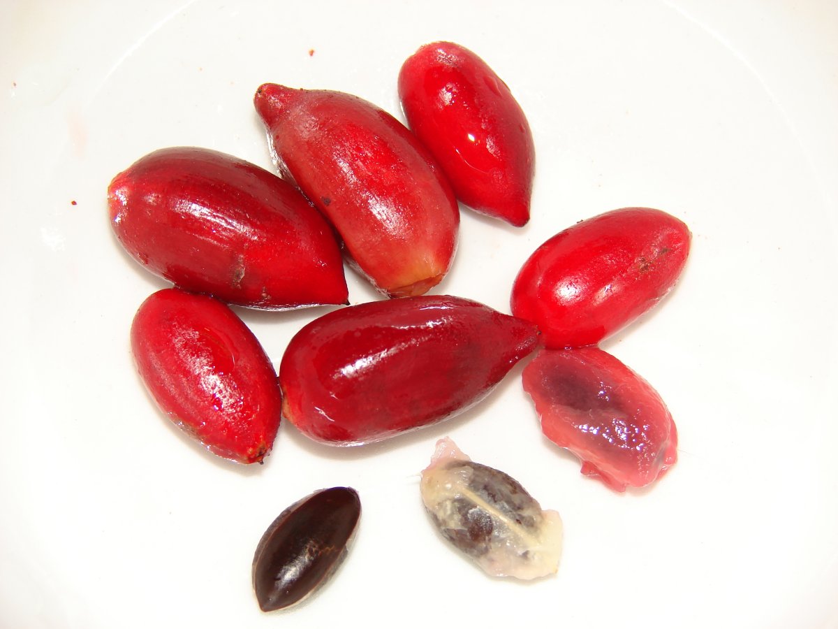 Красный фрукт с косточкой. Магический фрукт (Synsepalum dulcificum). Синсепалум дульцификум. Синсепалум полусердцевидный. Миракулин ягода.
