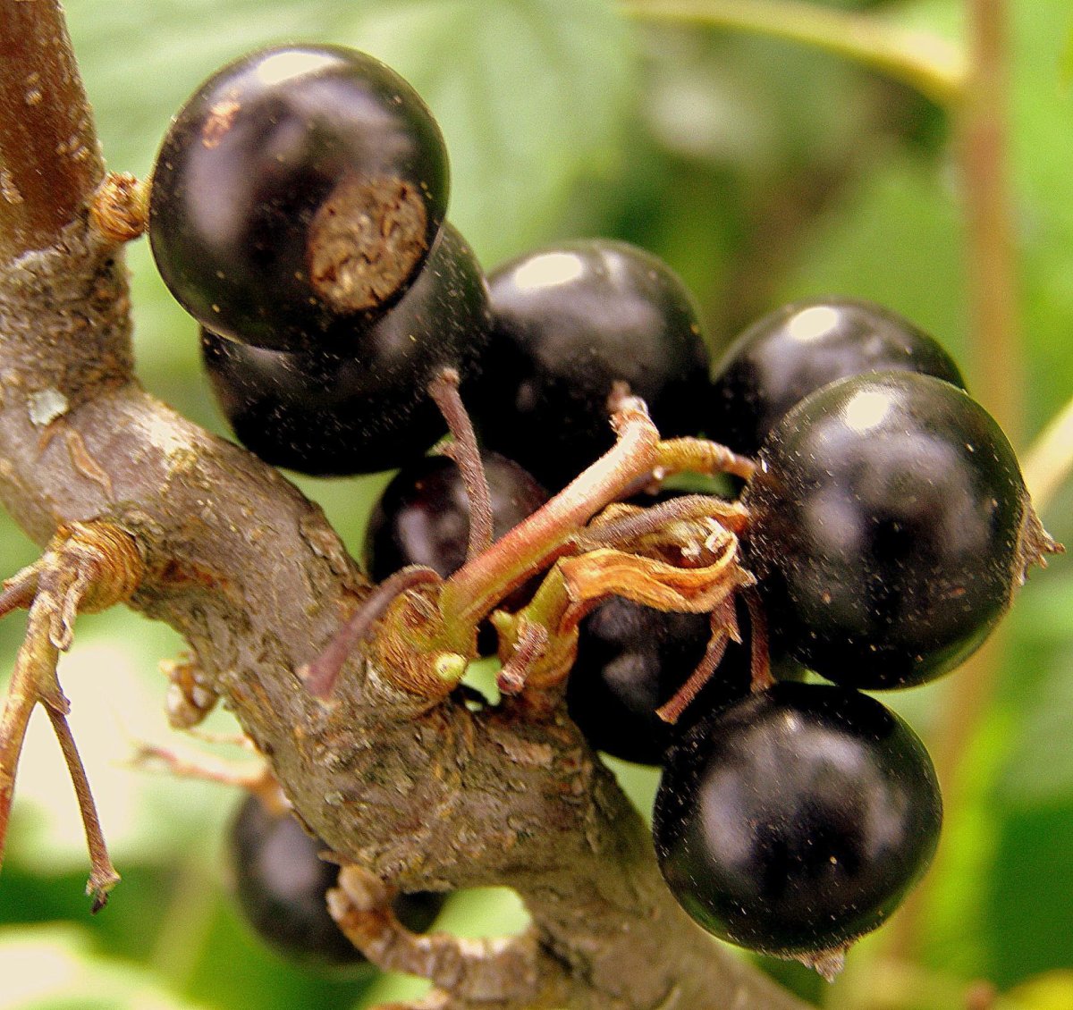 Похож на черную смородину. Лопарская ягода черная ягода. Черноплодная смородина. Черная ягода похожая на смородину. Чёрная ягода на дереве.