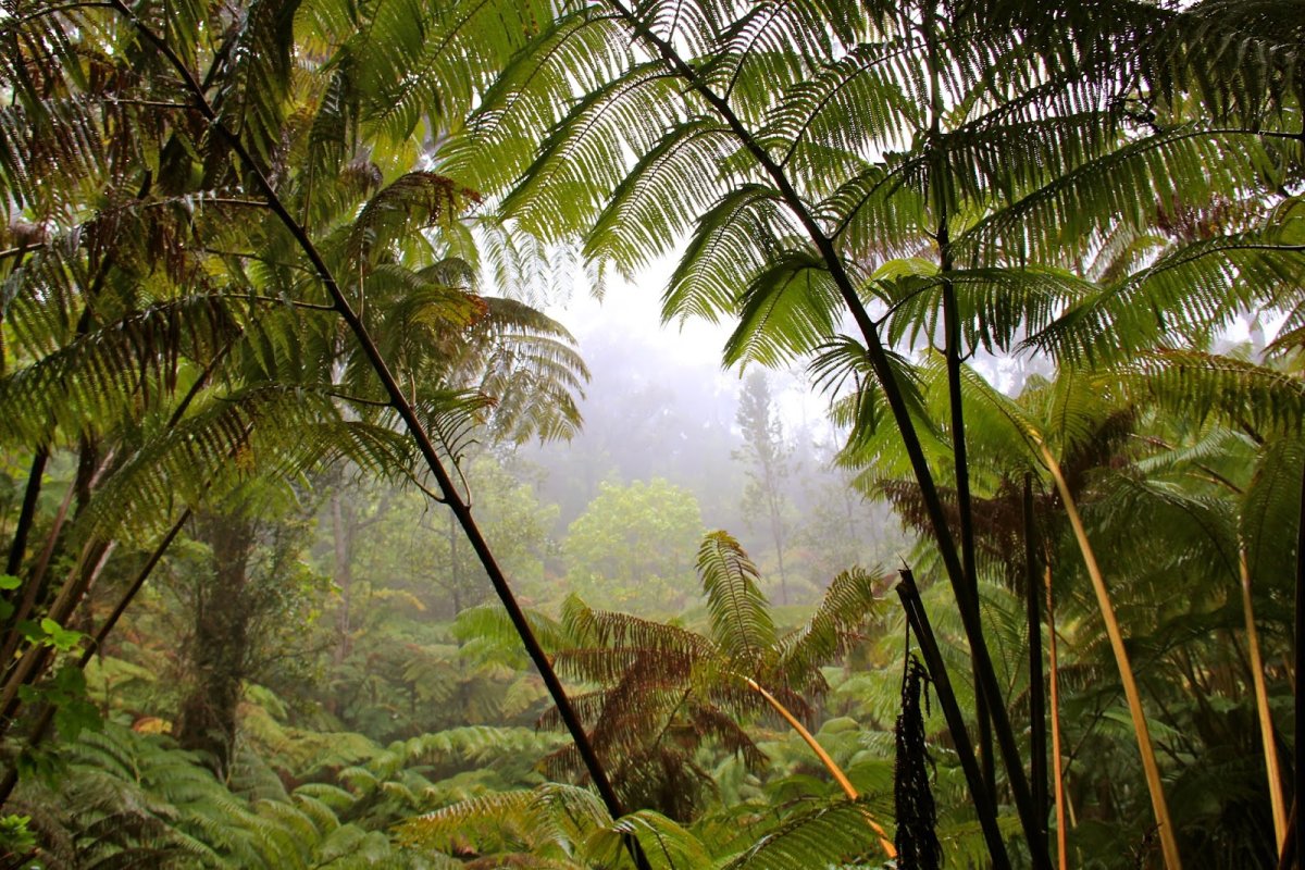 Леса несмотря на тропический зной не. Тропический лес Сулавеси. Тропические дождевые леса Индии. Тропические леса Сингапура. Муссонные леса Индии.
