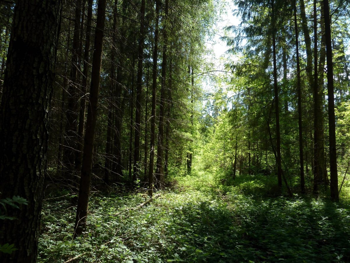 Хвойно мелколиственные леса. Елово широколиственный лес. Ель Елово широколиственные леса. Широколиственный лес Финляндия.