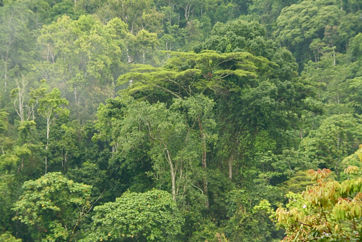 Природная зона влажные экваториальные тропические леса. Тропические леса Демократической Республики Конго. Лес Бвинди. Др Конго леса. Влажные тропические леса Танзании.