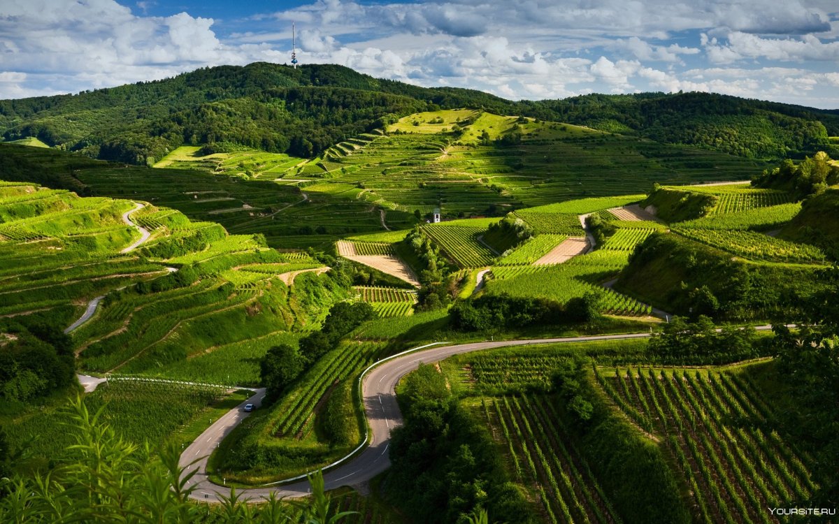 Основные культурные ландшафты. Швейцария террасирование big. Азорские острова виноградники. Холмы Британии. Зеленые холмы Англии.