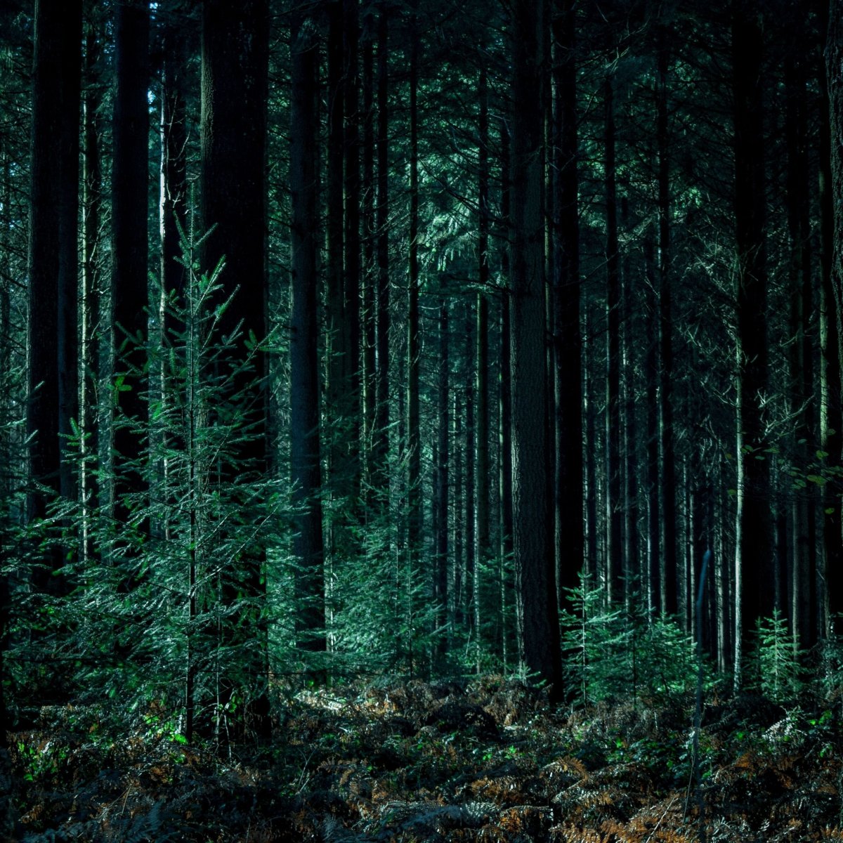 Густой хвойный. Труднопроходимый хвойный лес. Дарк Форест густой лес. Загущенный хвойный лес. Труднопроходимый хвойный лес ночью.