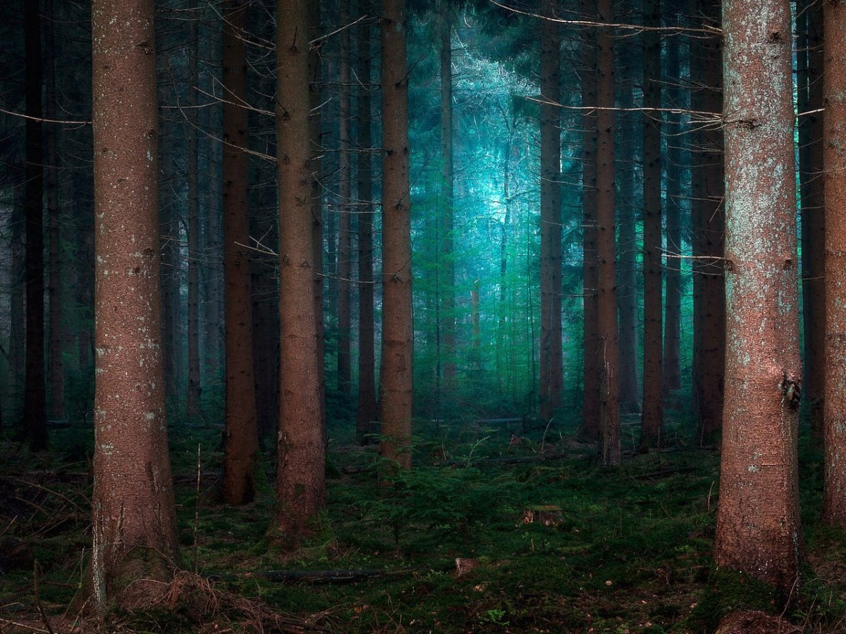 Мрачный еловый лес. Дремучий Сосновый Бор. Темный Сосновый Бор. Загущенный хвойный лес. Темный Сосновый лес.