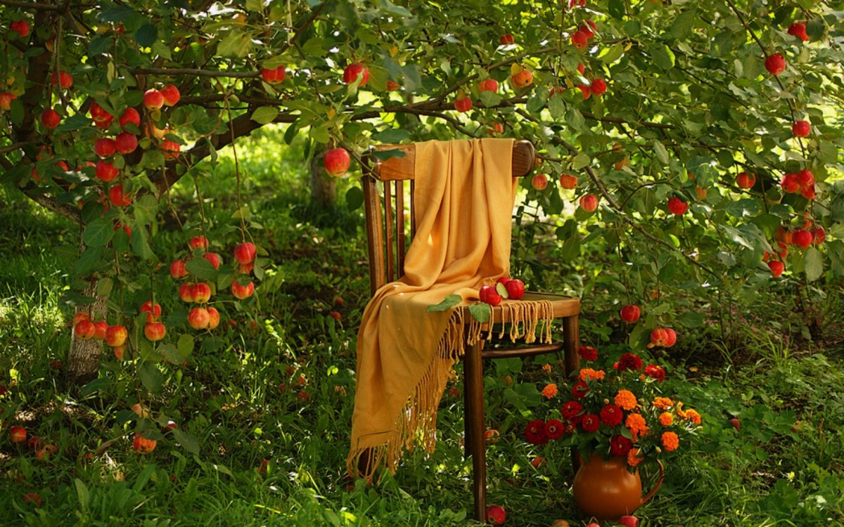 Старый Яблоневый сад Реутов. Осень в саду. Осенний сад. Яблоня в саду.