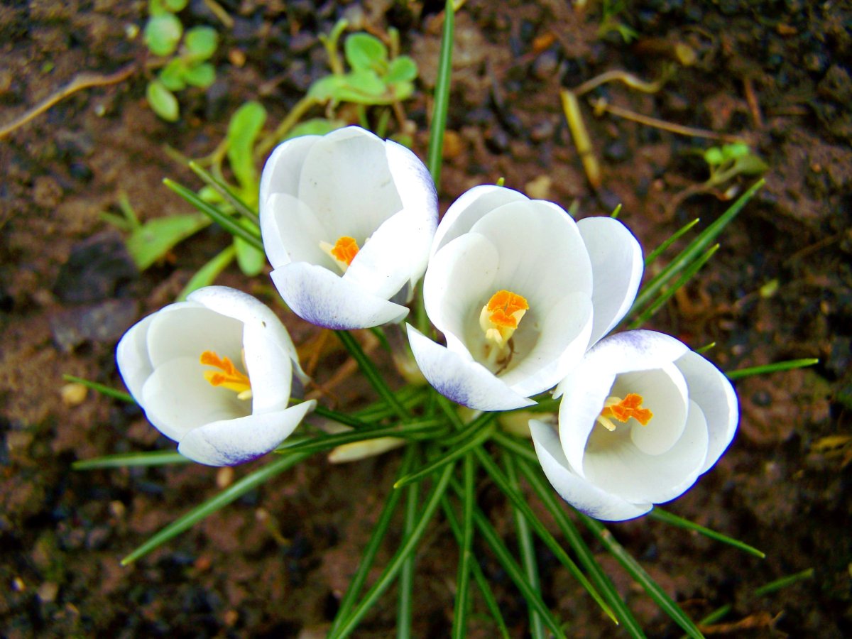 Крокус цветок траур. Крокус весенний белый. Крокусы Уайт триумфатор. Крокус цветок белый. Крокус Уайт.