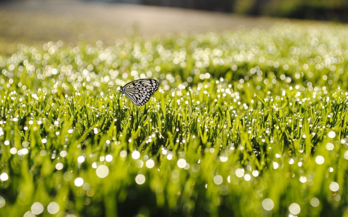 На лету роса. Поле с бабочками. Роса на траве. Летние картинки на рабочий стол. Лето трава.