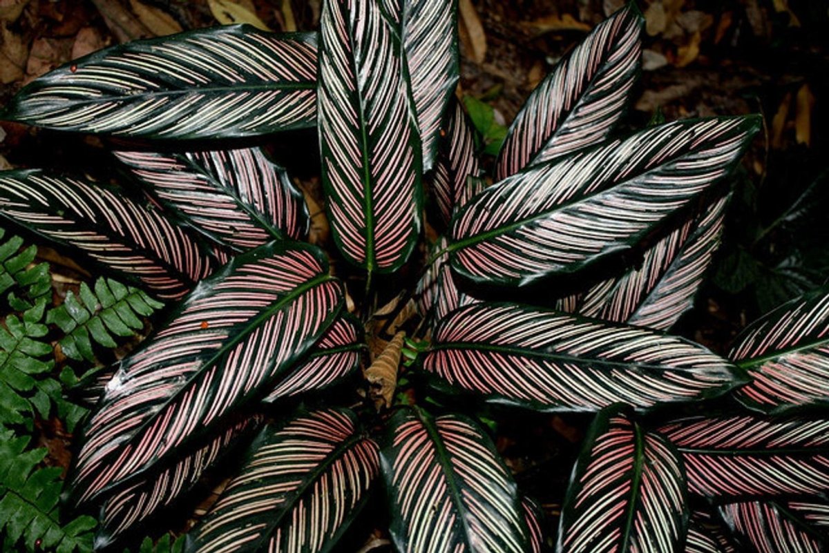 Комнатное растение с темными листьями. Калатея Ornata. Калатея sanderiana. Калатея эквадориана. Калатея Pinstripe.