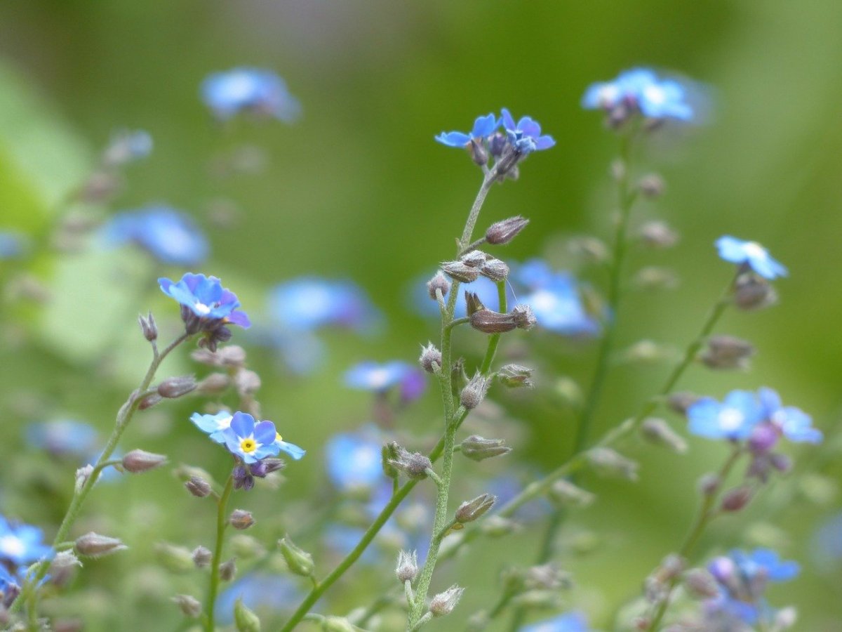 Незабудка Полевая сорняк. Полева трава с синими цветочками. Амброзия цветет голубыми цветочками. Голубые полевые цветы. Трава с голубыми цветами 6