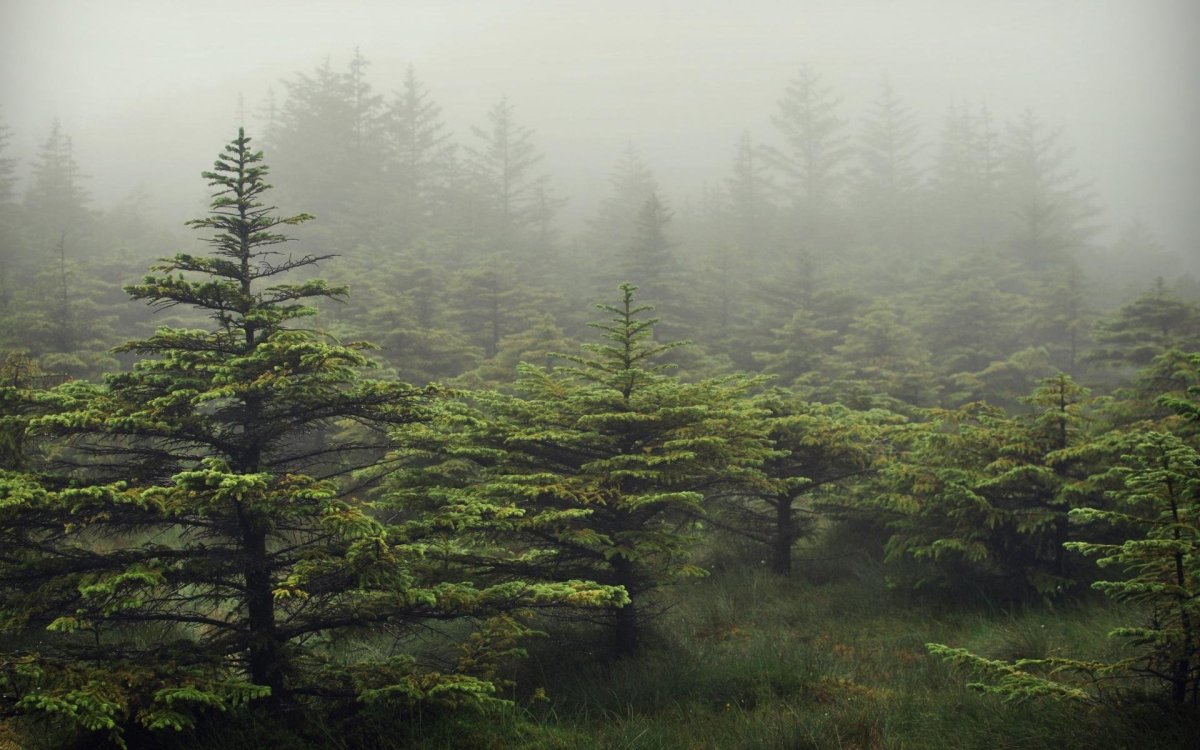 Темно хвойная тайга. Бирнамский лес Шотландия. Тайга ельник. Темнохвойная Пихтовая Тайга Сибирь. Туманный лес в Шотландии.