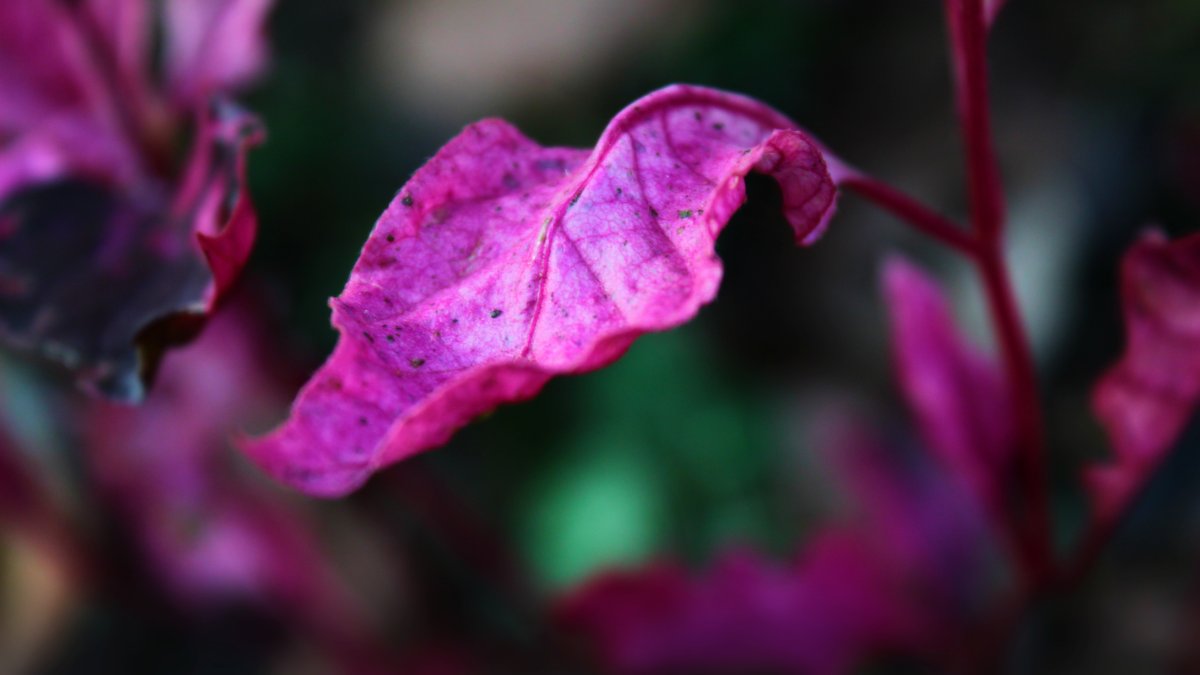 Пурпур листья