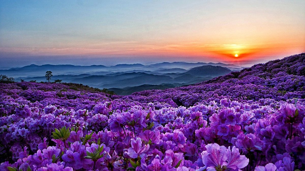 Фиолетовые цветы. Сиреневые цветы. Фиолетовая природа. Пейзаж цветы. Прекрас ный