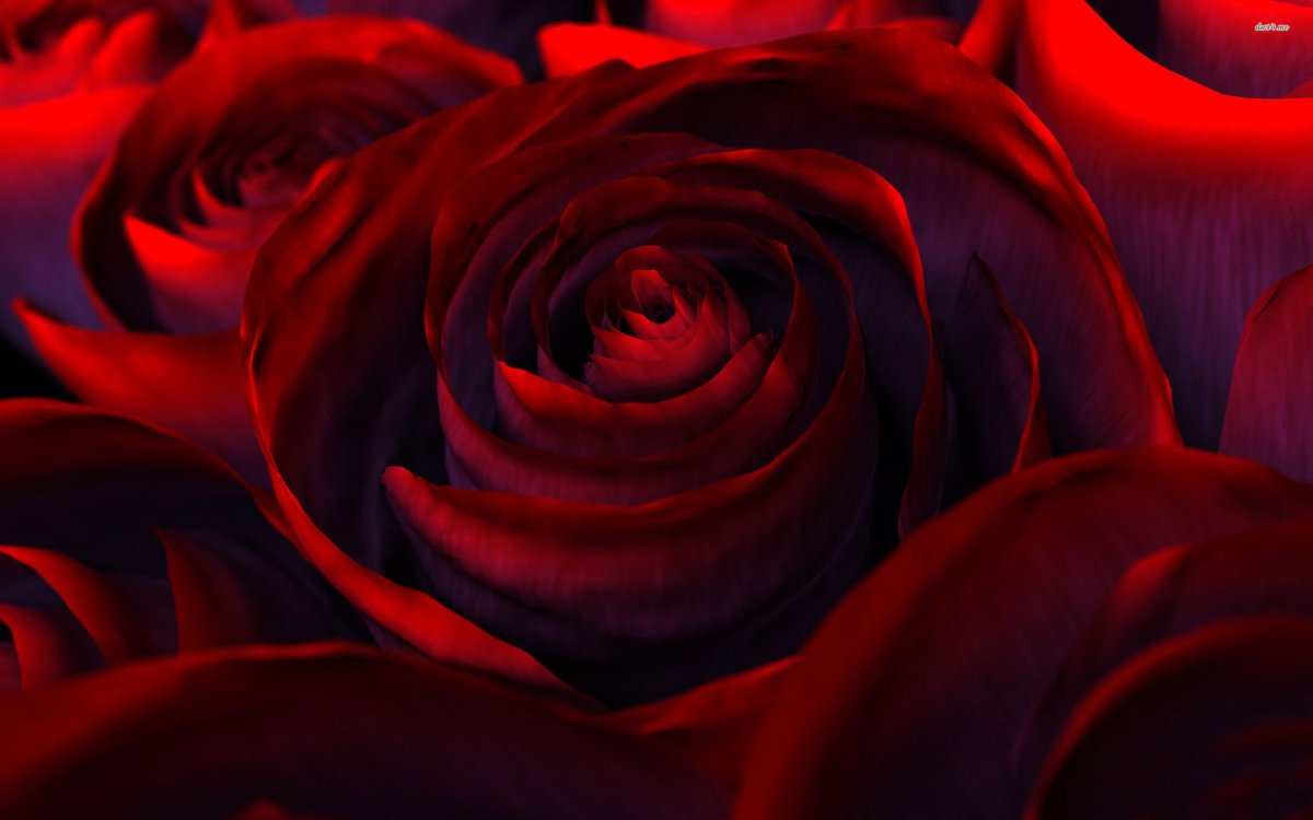 Алая 10 телефон. Бордовые цветы. Красный цветок. Красные розы.